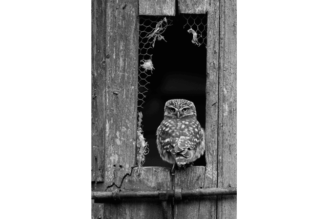 Premio Aves de Extremadura: "Athene noctua. Texturas" de Valentín Fernández Jiménez