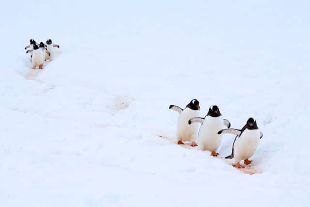 Premio Aves del Mundo: "Pingüinos Papúa Antártida" de Arturo de Frías Márquez