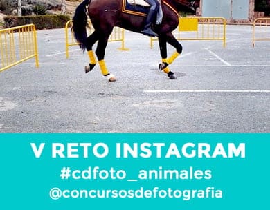 V Reto Instagram: Animales