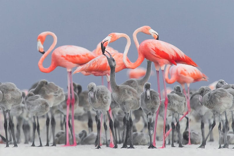 Bird Photographer of the Year