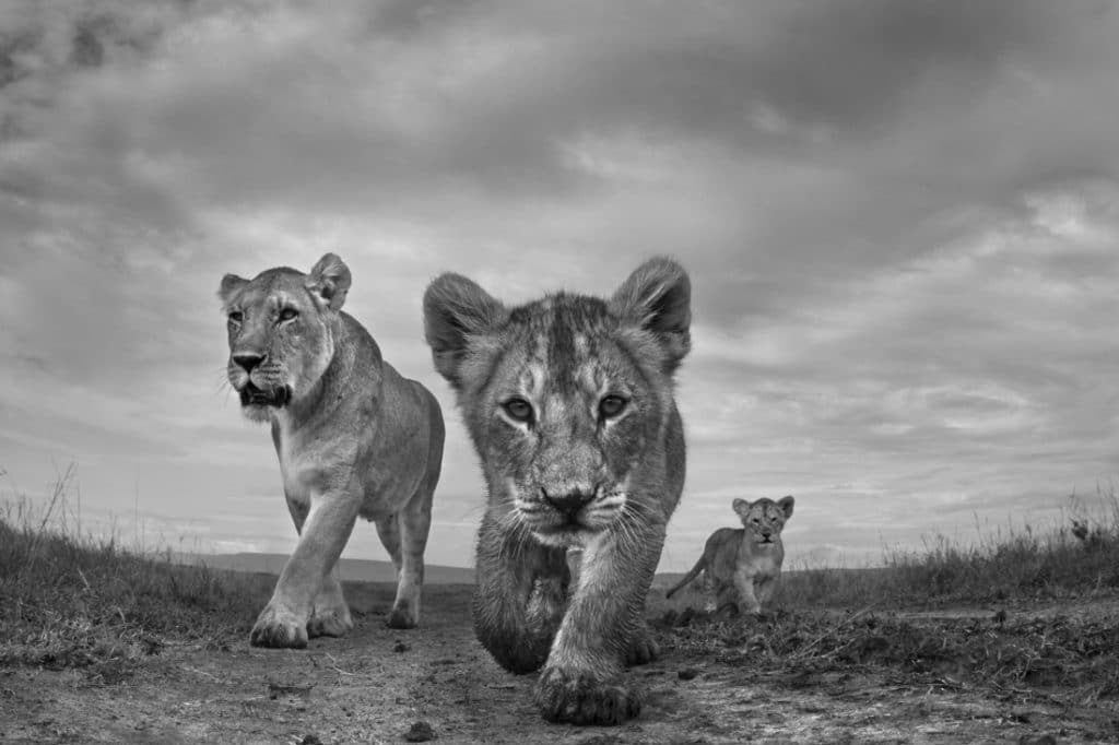 Anup Shah, The Mara