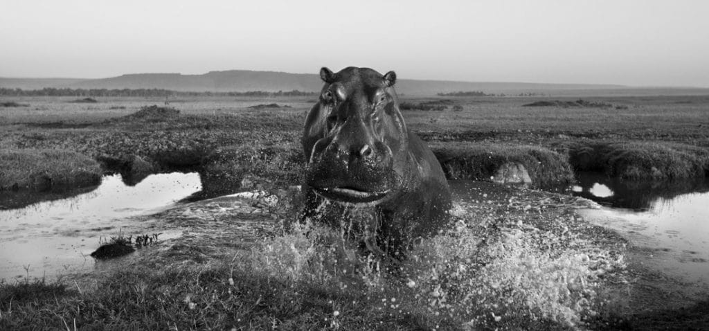 Anup Shah, The Mara