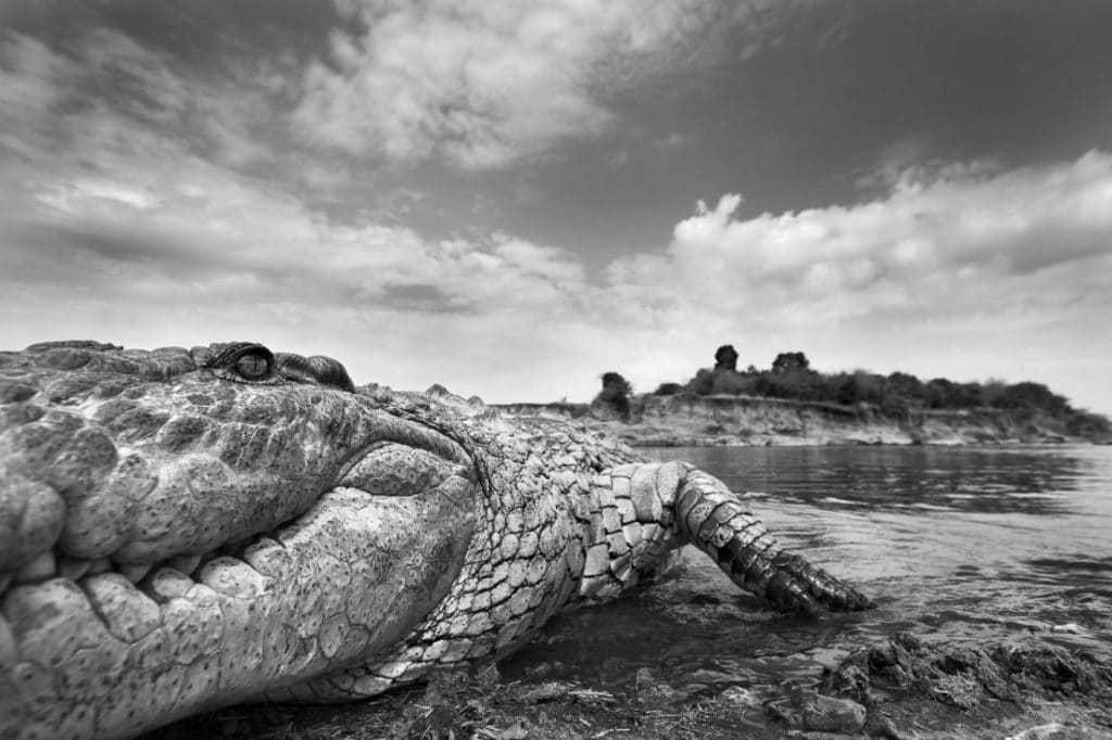 Anup Shah, The Mara