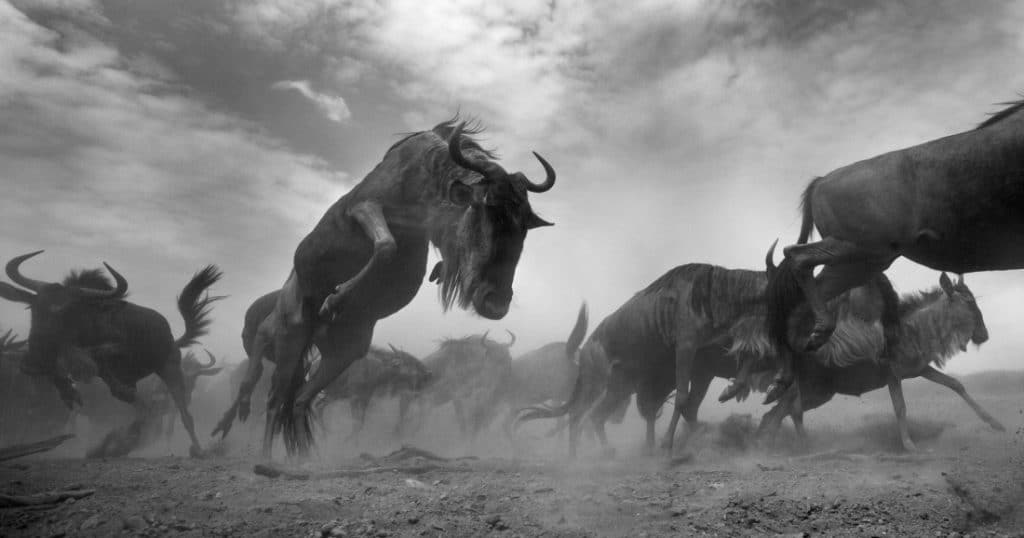 Anup Shah, The Mara